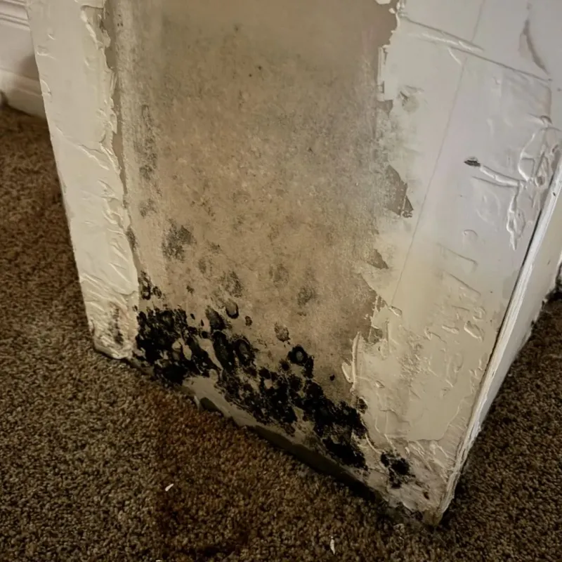 Professional Mold Removal in Coats, NC